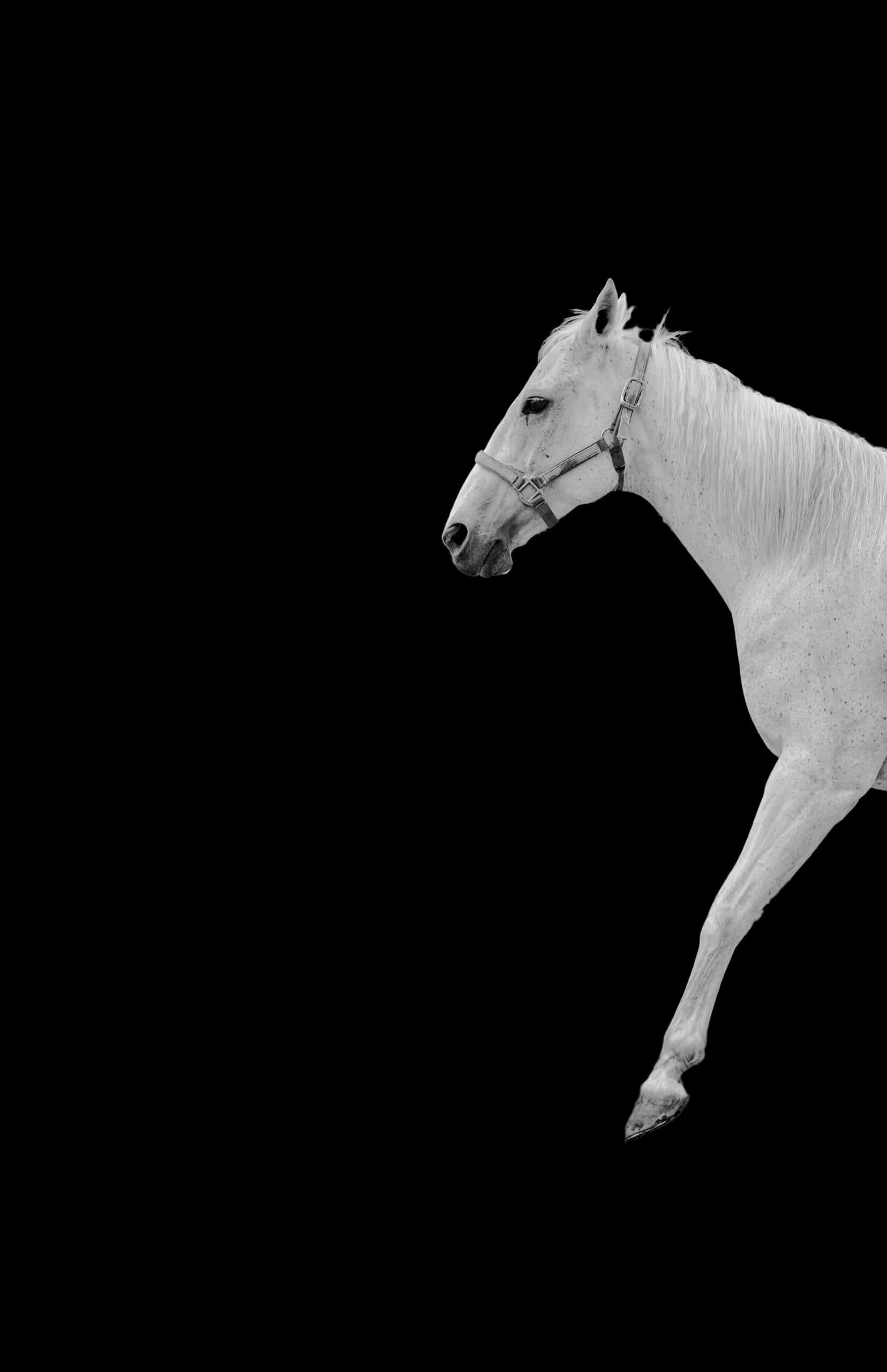 White horse with white mane taking a step, fine-art photograph