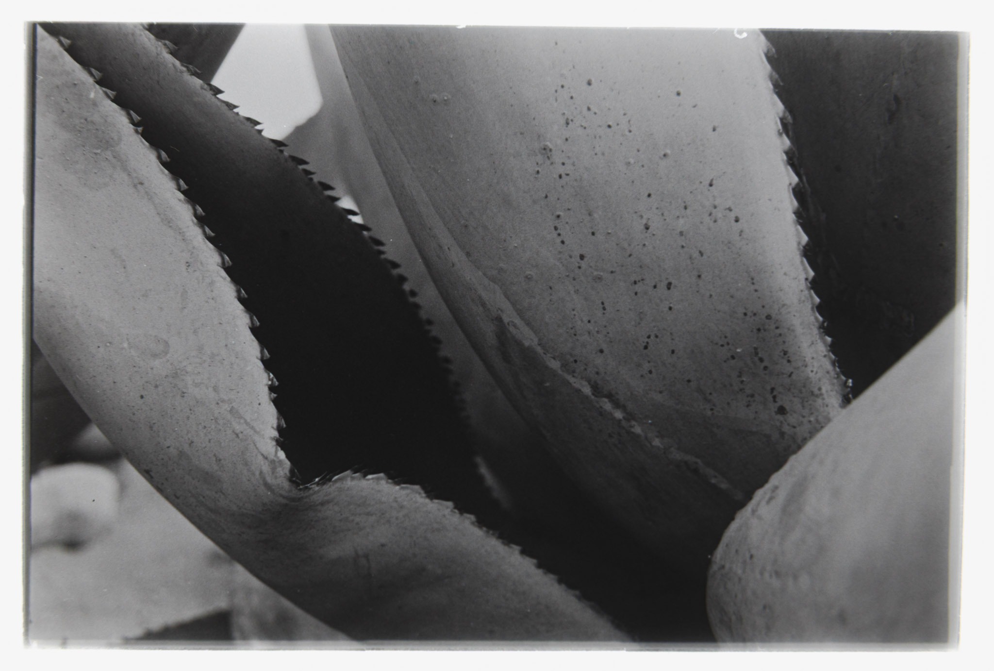 DouglasFaveroPhoto.FilmPhotos.DF_06231